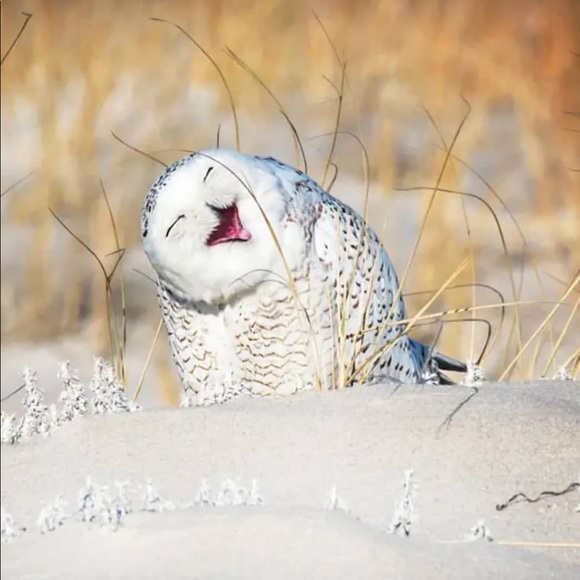 Meet your Posher, Mason - Picture 1 of 1